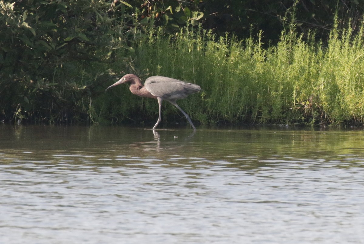 Reddish Egret - ML533390481