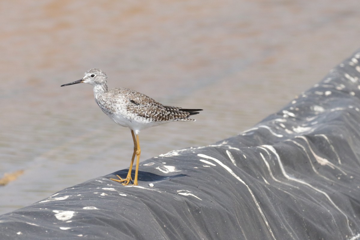 Greater Yellowlegs - ML533390631