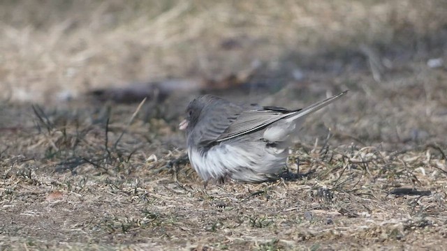 Junco ardoisé (hyemalis/carolinensis) - ML533390641