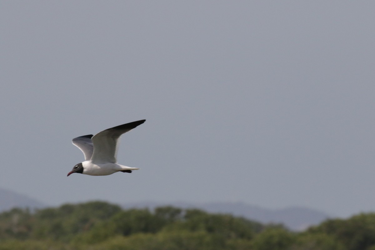 Franklin's Gull - ML533390851