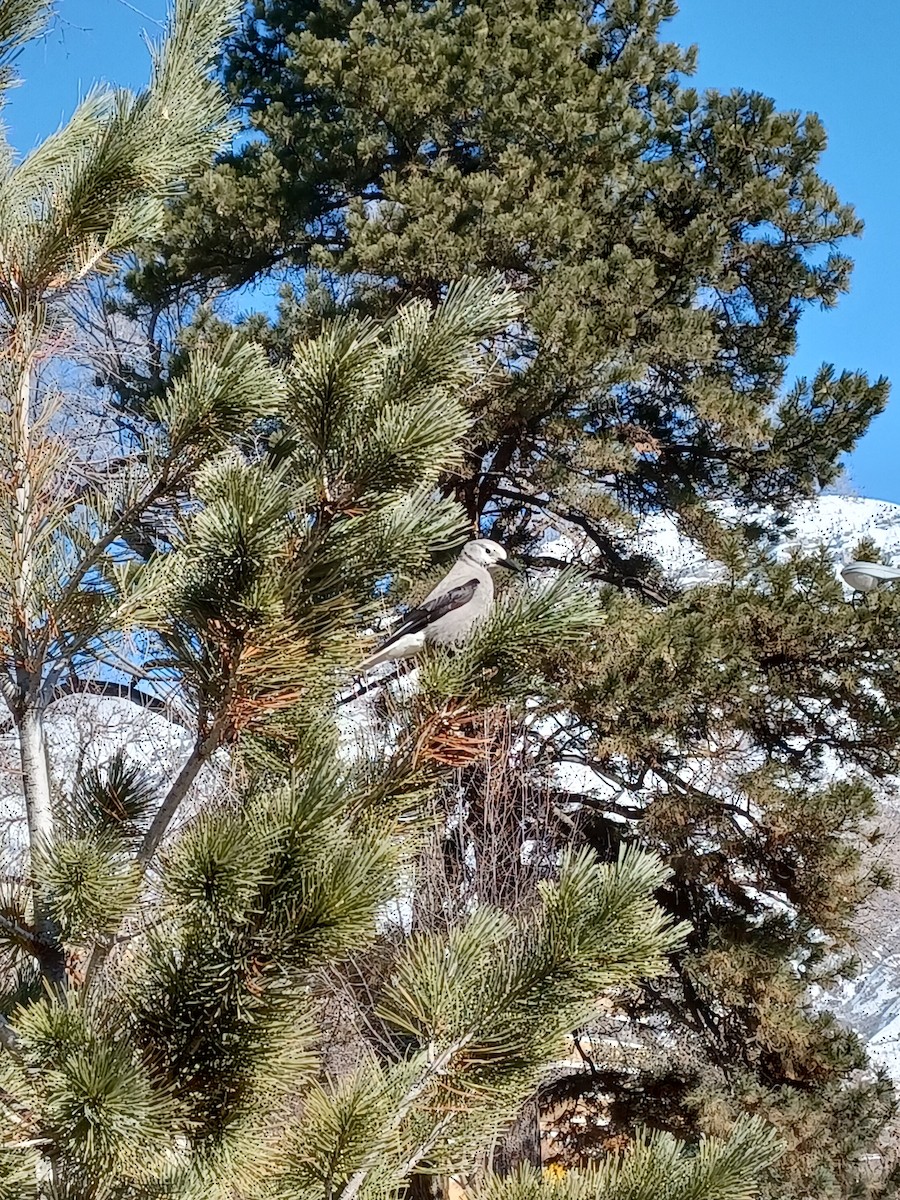 Clark's Nutcracker - ML533391031