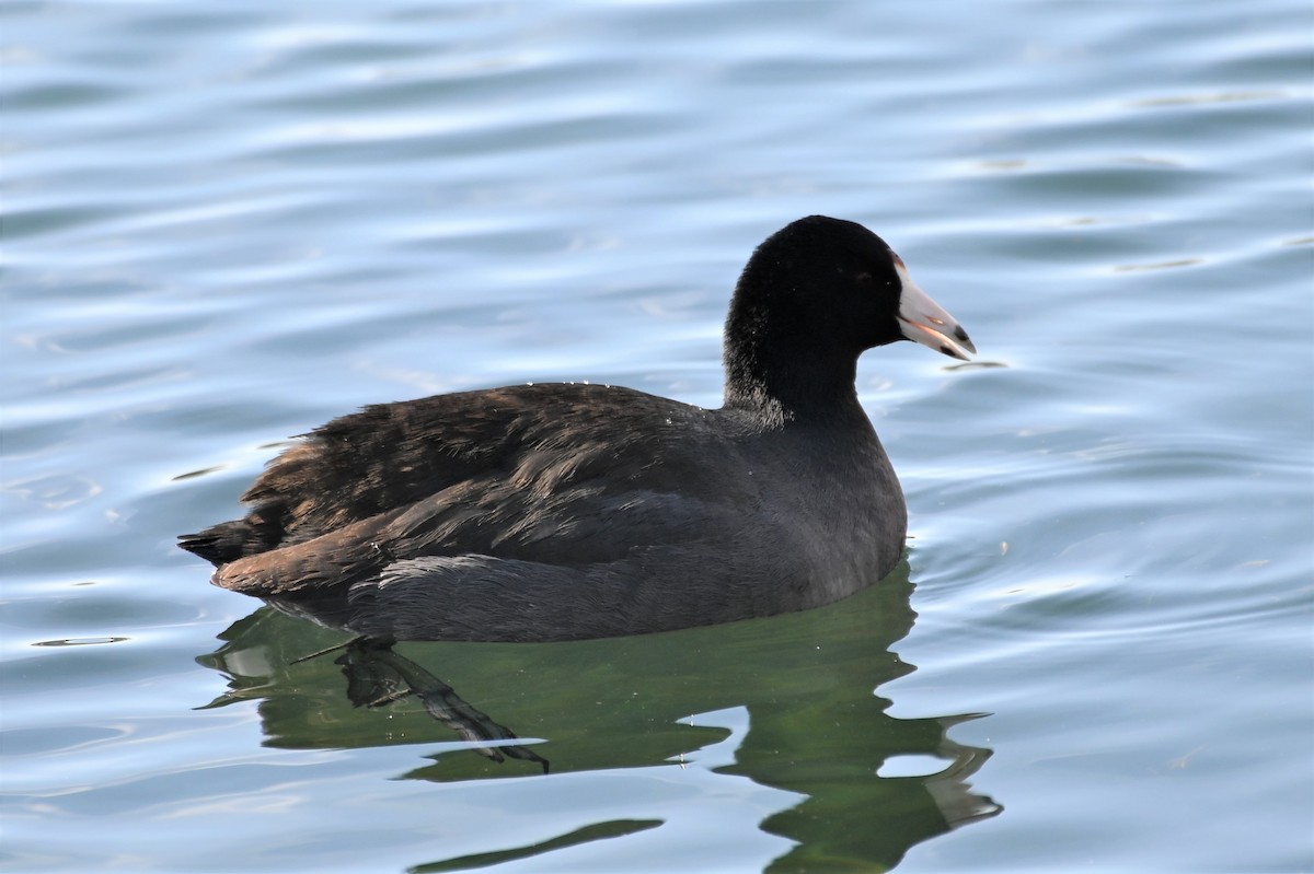 American Coot - Gil Aburto-Avila