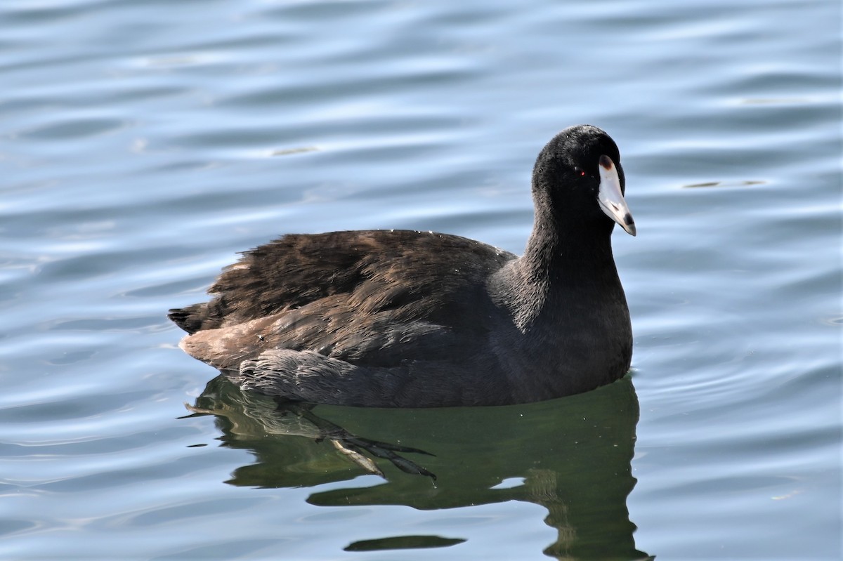 American Coot - Gil Aburto-Avila