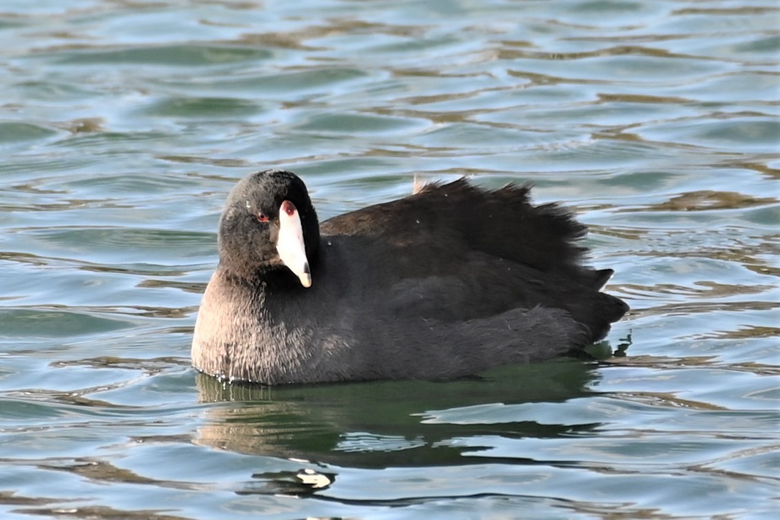 American Coot - ML533391961