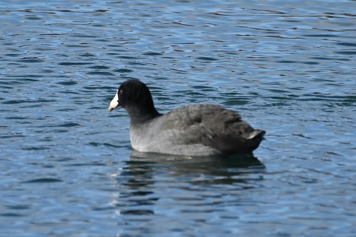 אגמית אמריקנית - ML533391971