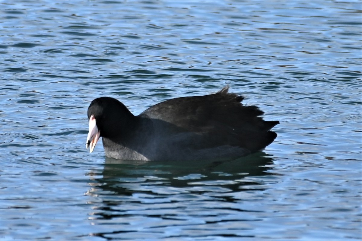 Foulque d'Amérique - ML533391981