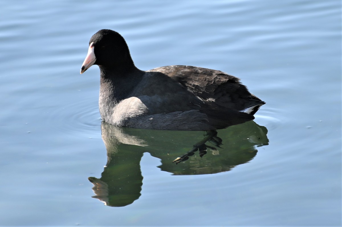 American Coot - Gil Aburto-Avila