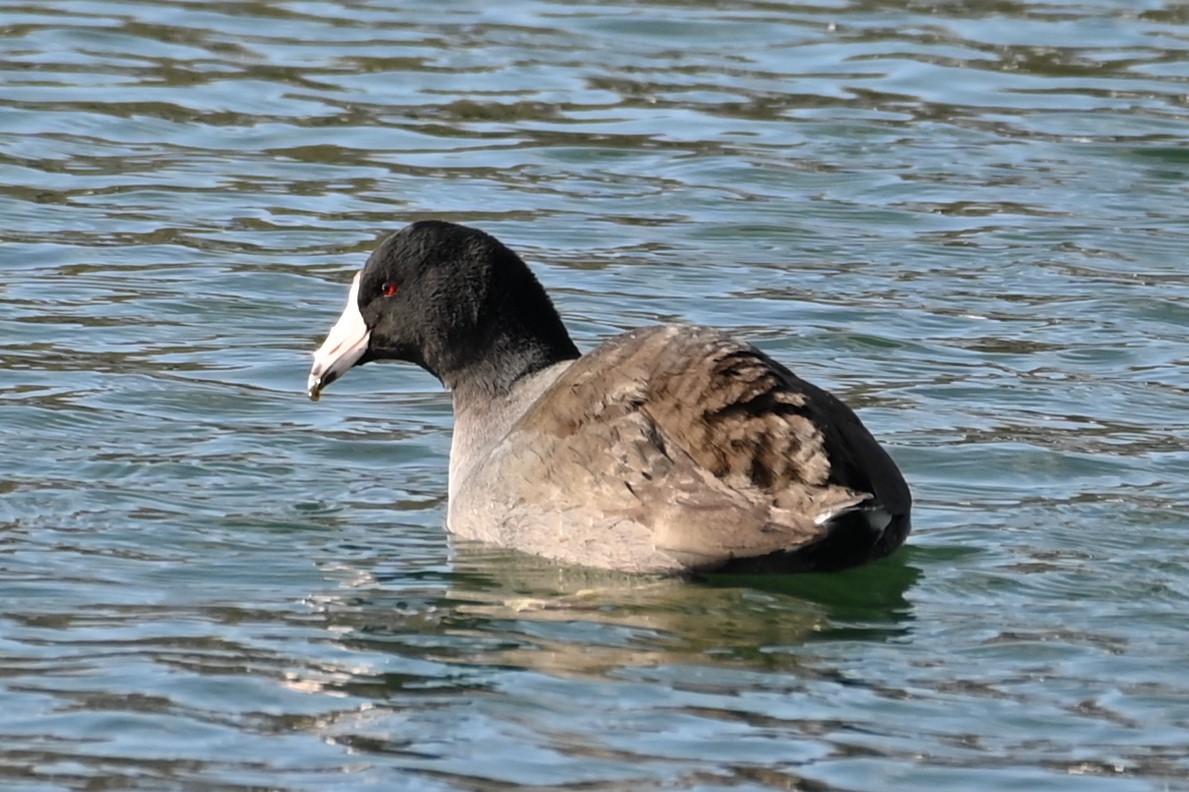 American Coot - ML533392021