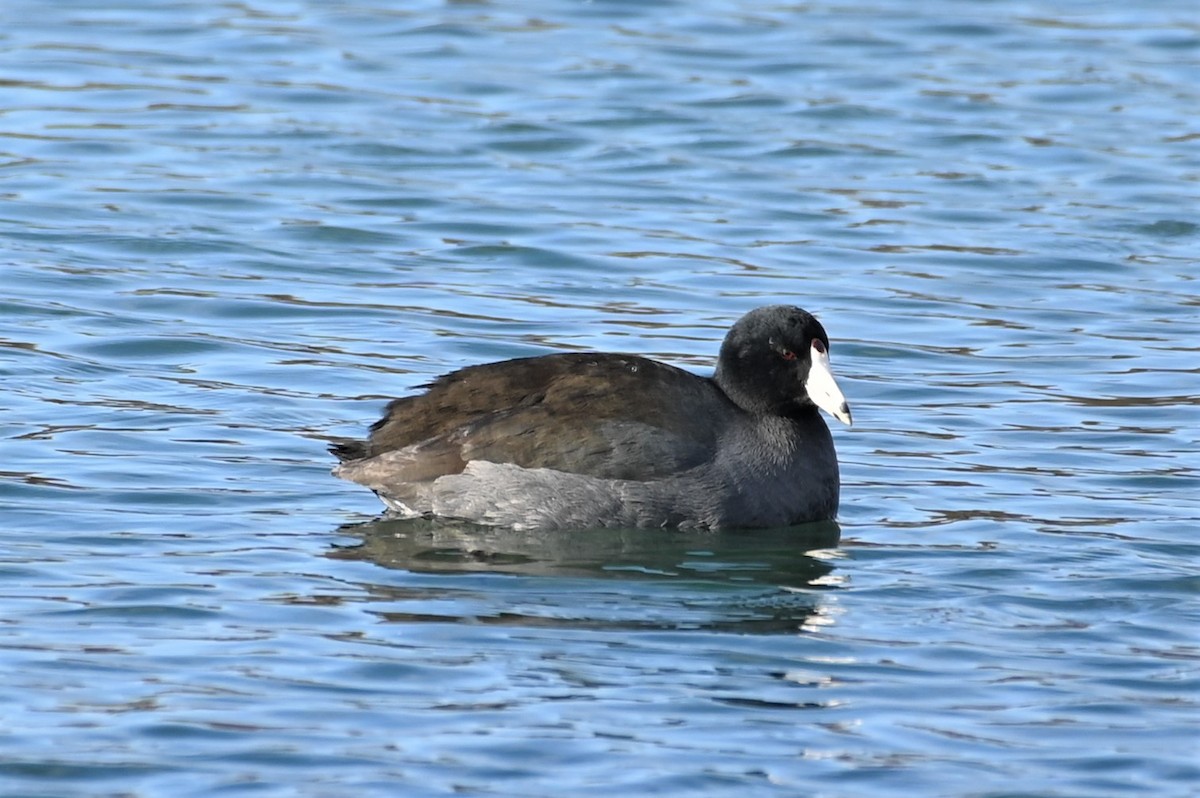 American Coot - Gil Aburto-Avila