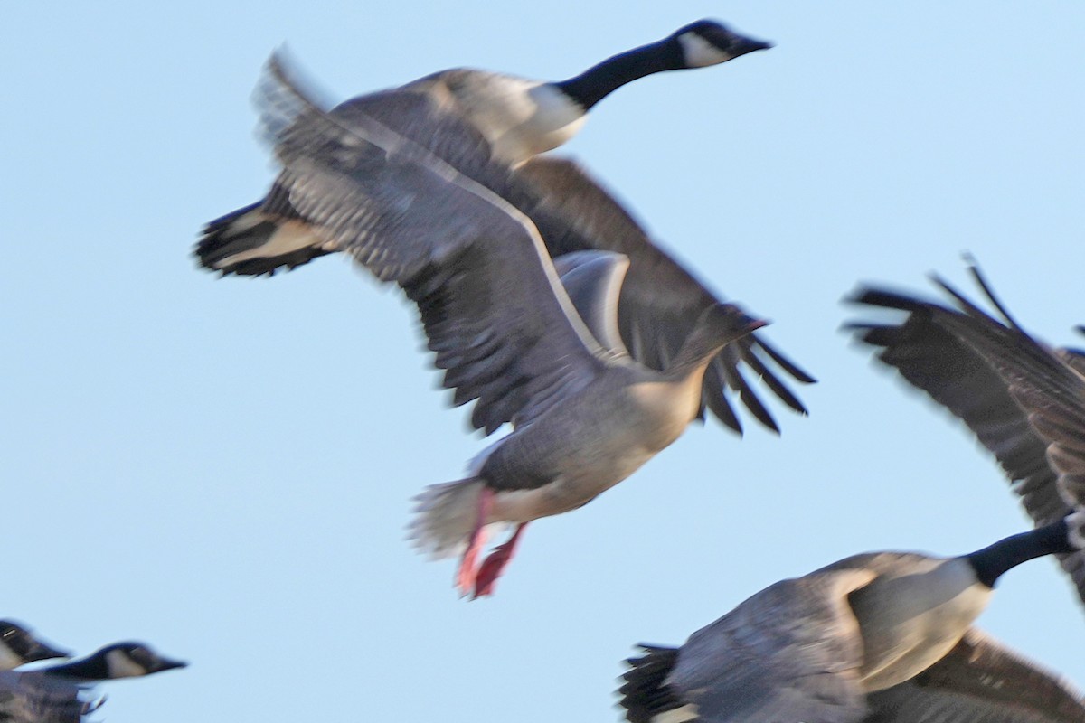 Pink-footed Goose - ML533393071