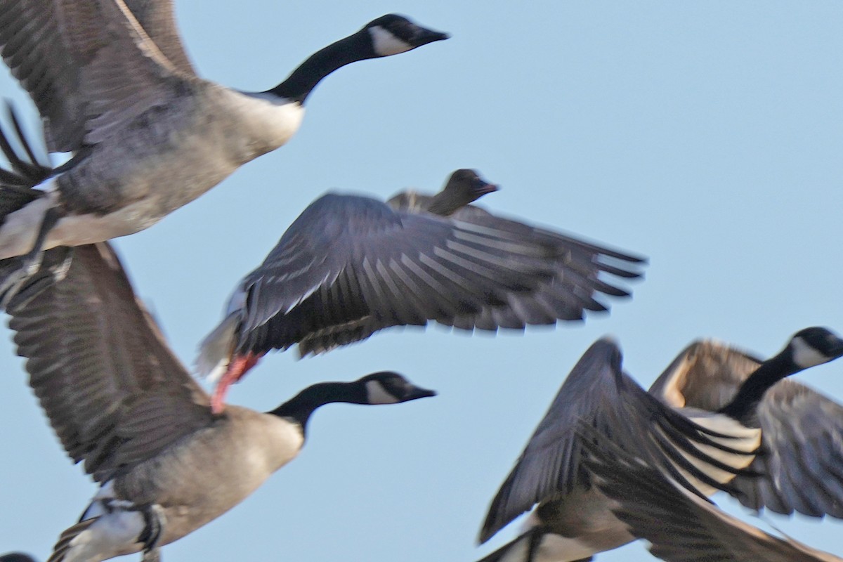 Pink-footed Goose - ML533393081