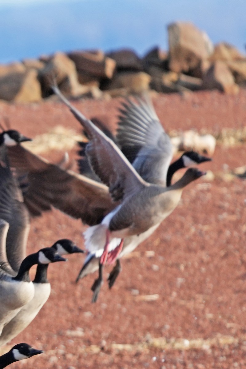 Pink-footed Goose - ML533393091