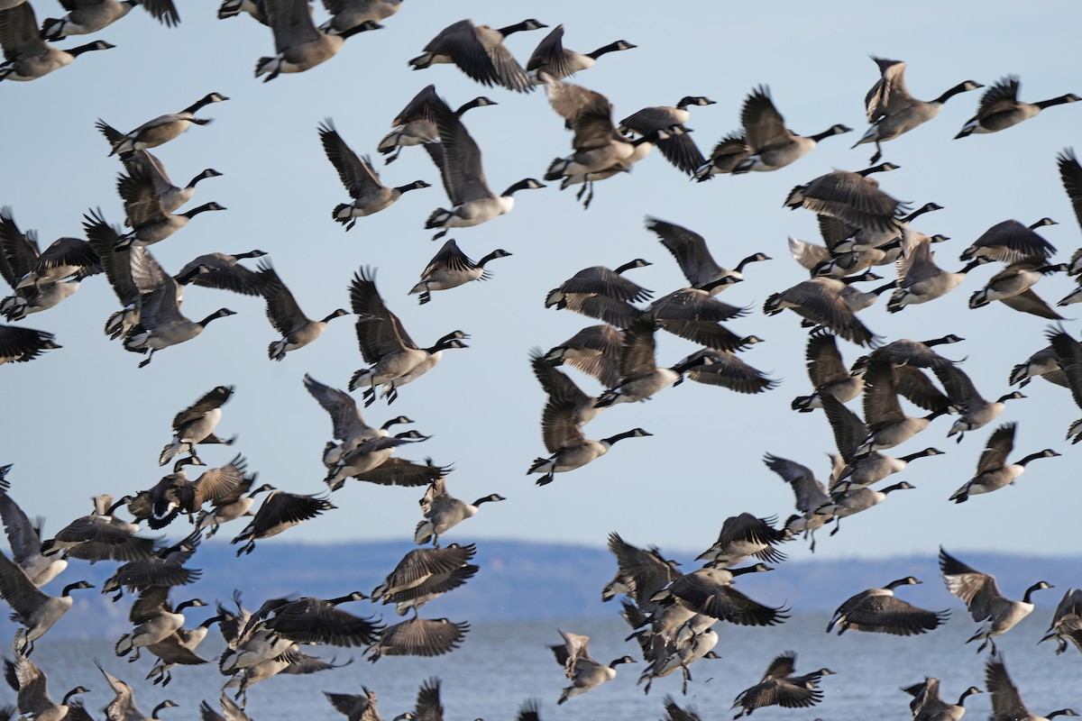 Canada Goose - ML533393601