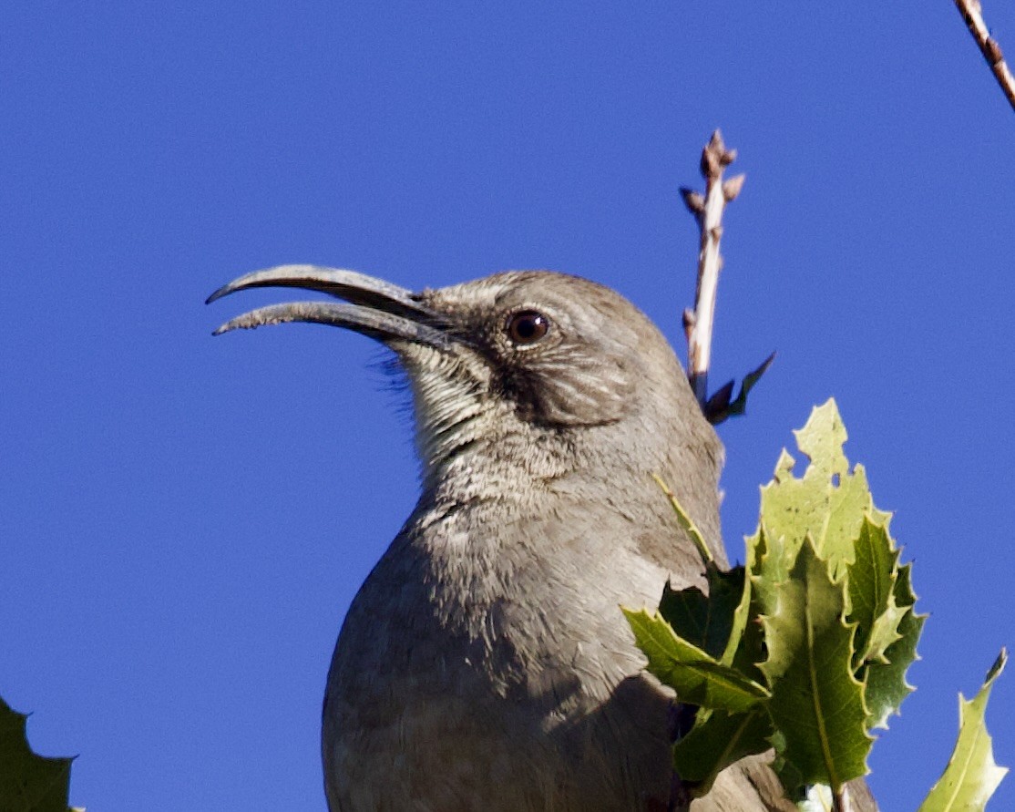 California Thrasher - ML533394991