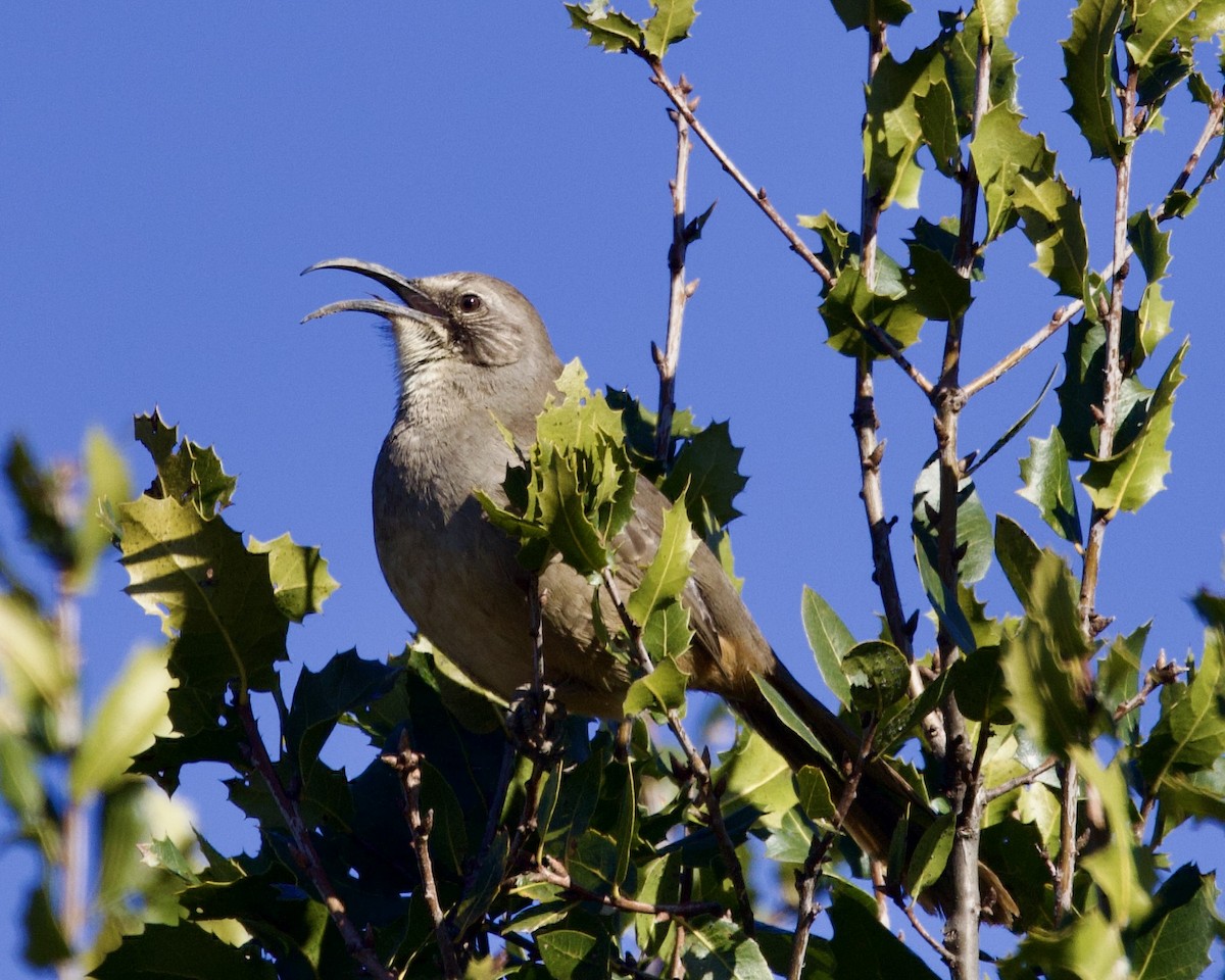 California Thrasher - ML533395001