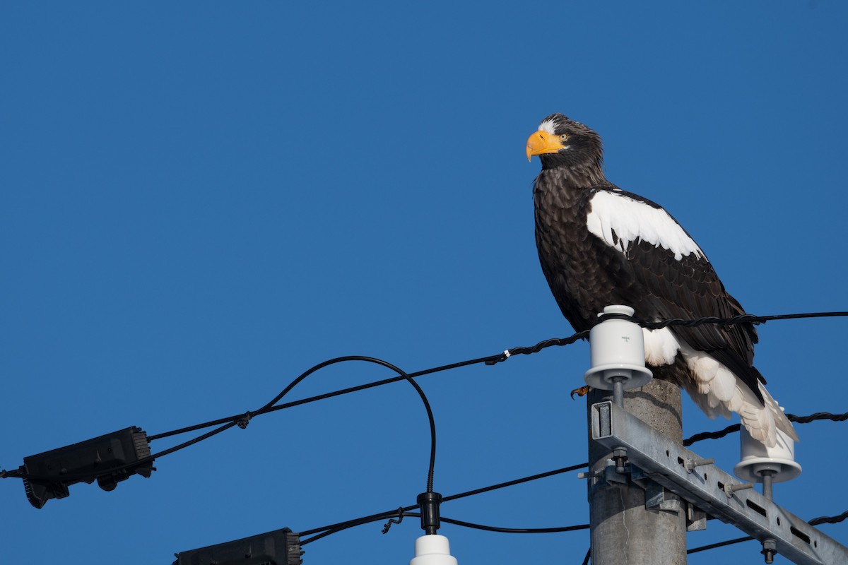 Steller's Sea-Eagle - ML533395071