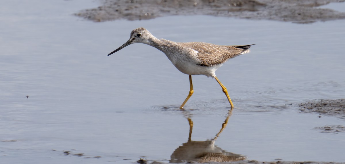 Greater Yellowlegs - ML533395761