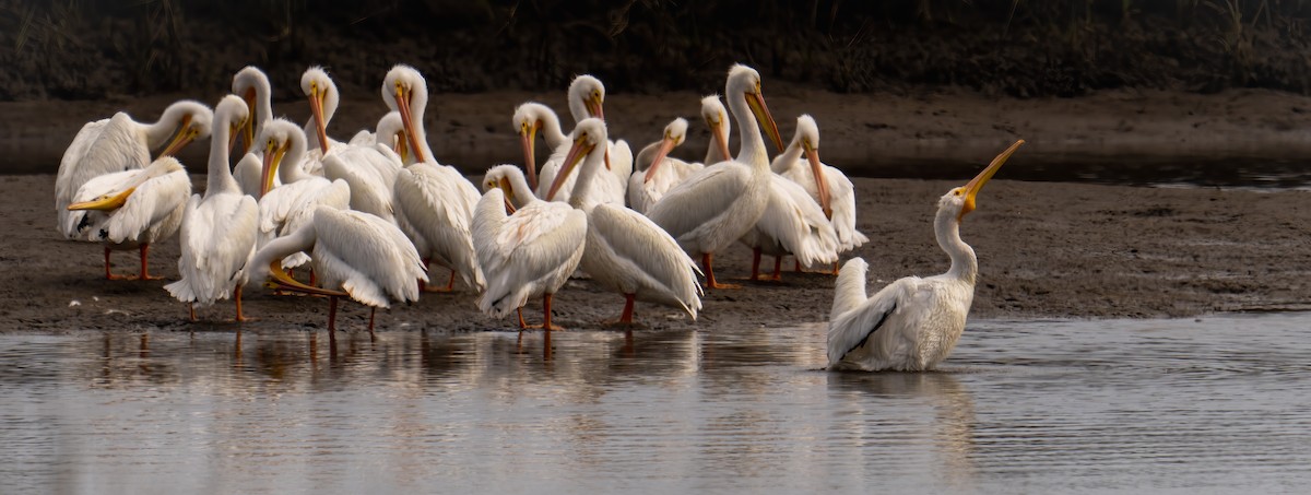 American White Pelican - ML533395881