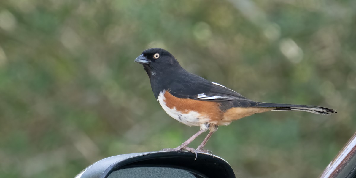 Eastern Towhee - ML533395981