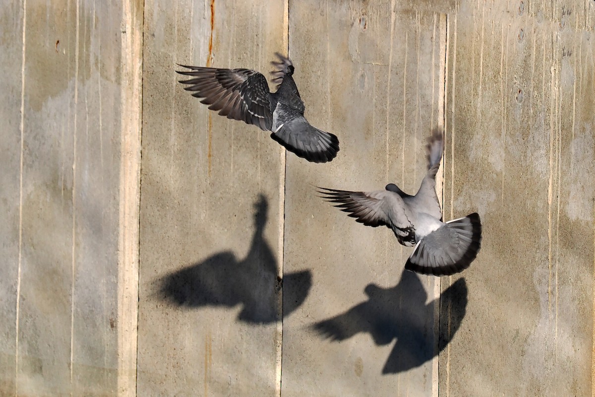 Rock Pigeon (Feral Pigeon) - Donna Pomeroy