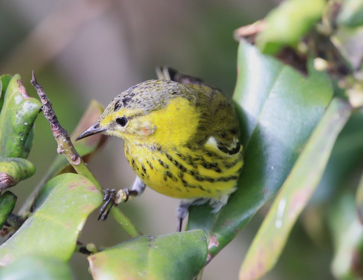 Cape May Warbler - ML533397131