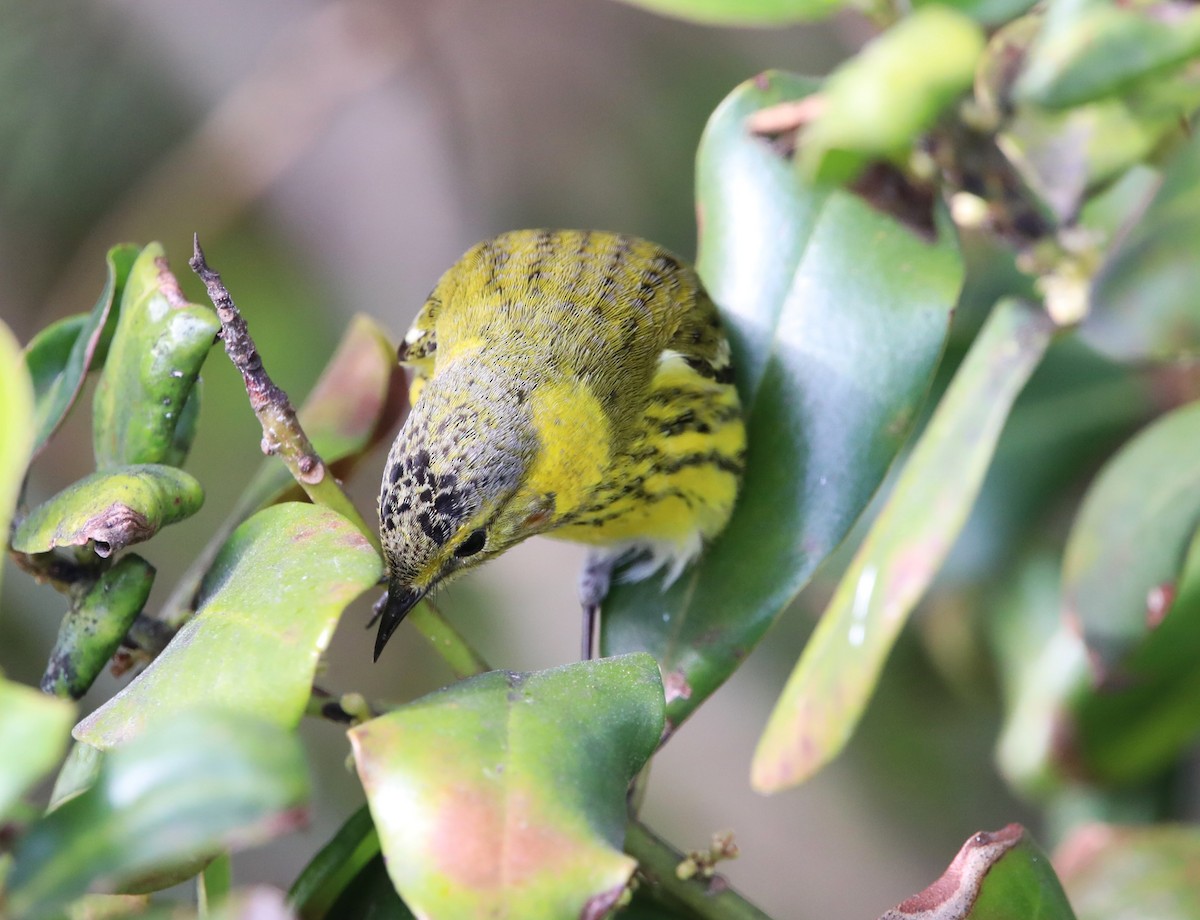 Cape May Warbler - ML533397141