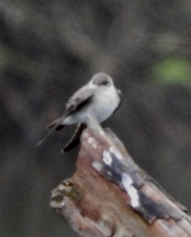 Northern Rough-winged Swallow - Lois Rockhill