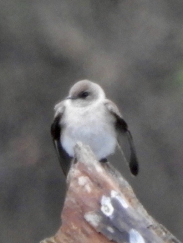 Hirondelle à ailes hérissées - ML53339731