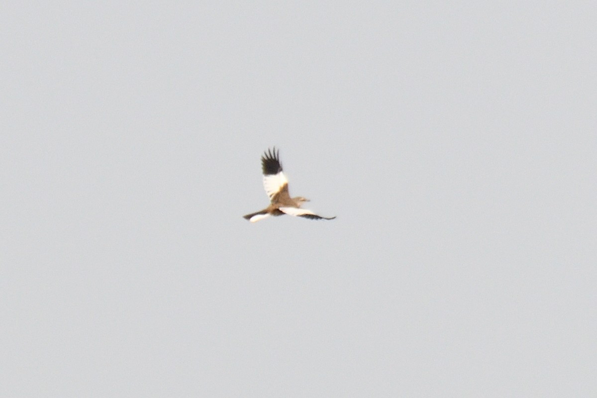 White-banded Mockingbird - ML533397361