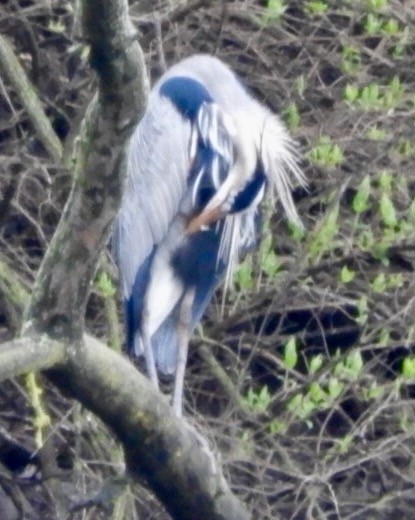 Great Blue Heron - ML53339851