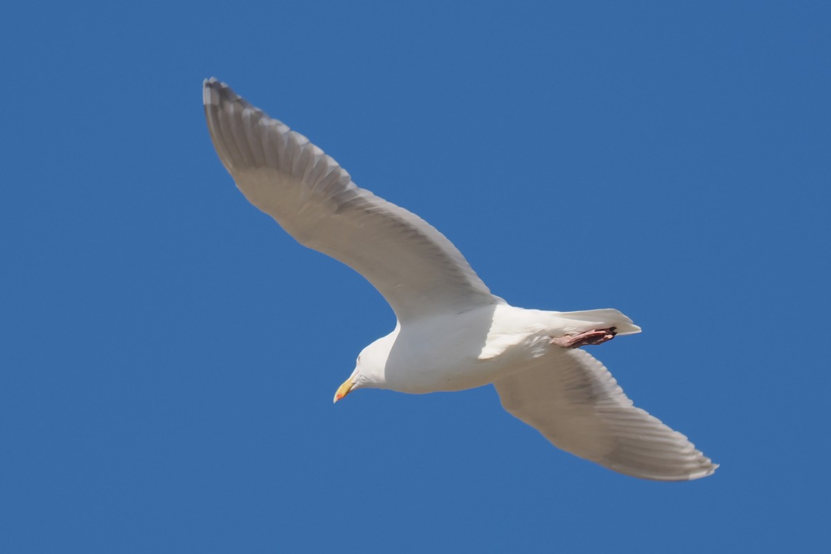 Gaviota de Bering - ML533398721