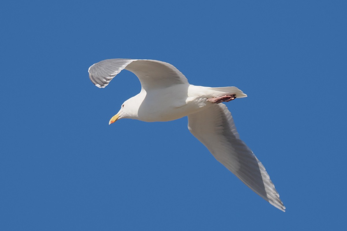 Glaucous-winged Gull - ML533398731