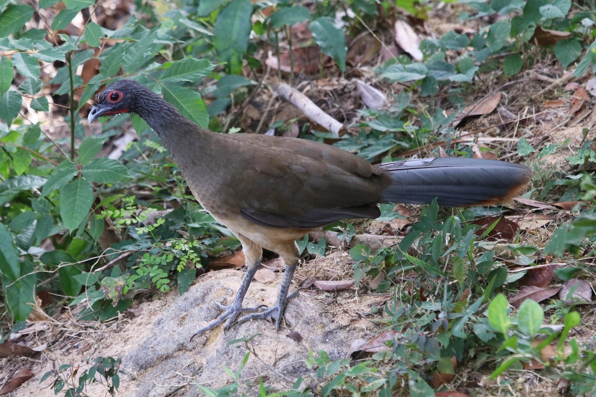 West Mexican Chachalaca - Guy Stevens