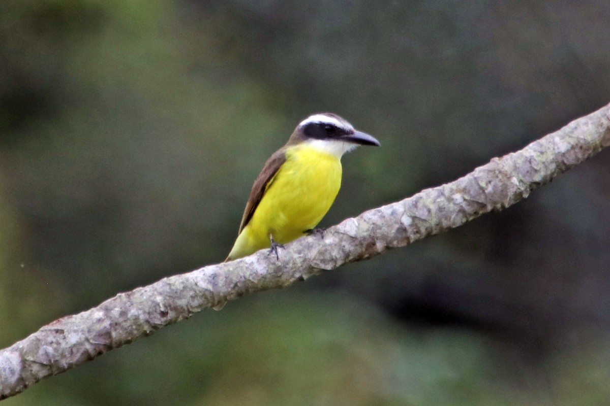 Great Kiskadee - Guy Stevens