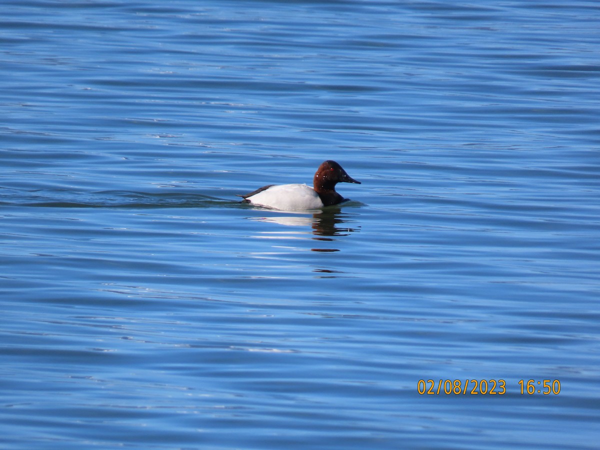 Canvasback - ML533399321