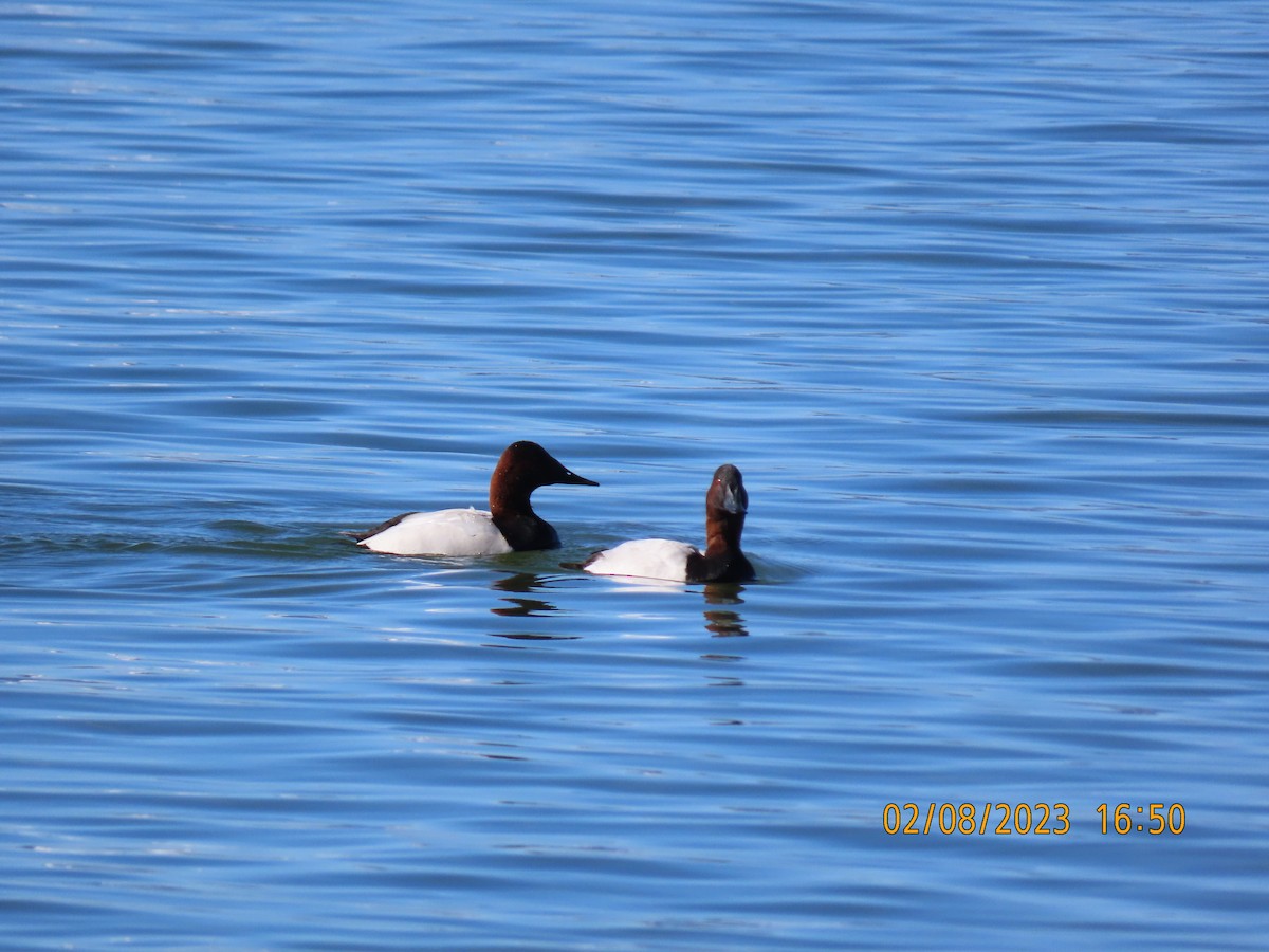 Canvasback - ML533399341