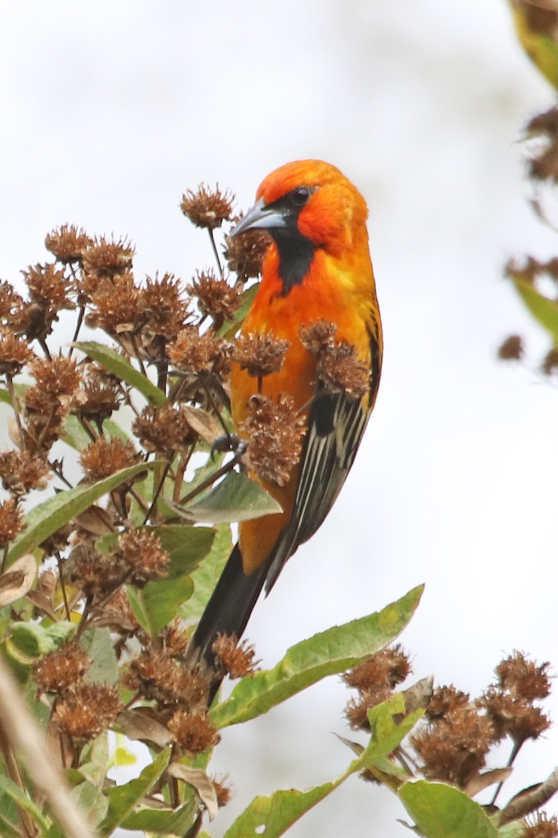 Streak-backed Oriole - Guy Stevens