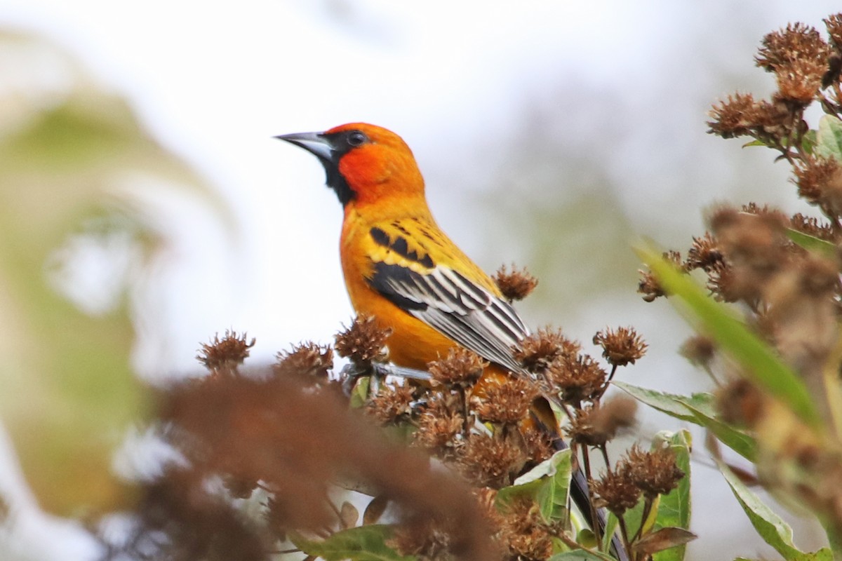 Streak-backed Oriole - Guy Stevens