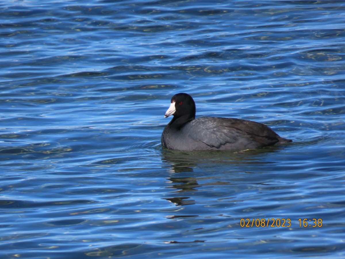 American Coot - ML533399451