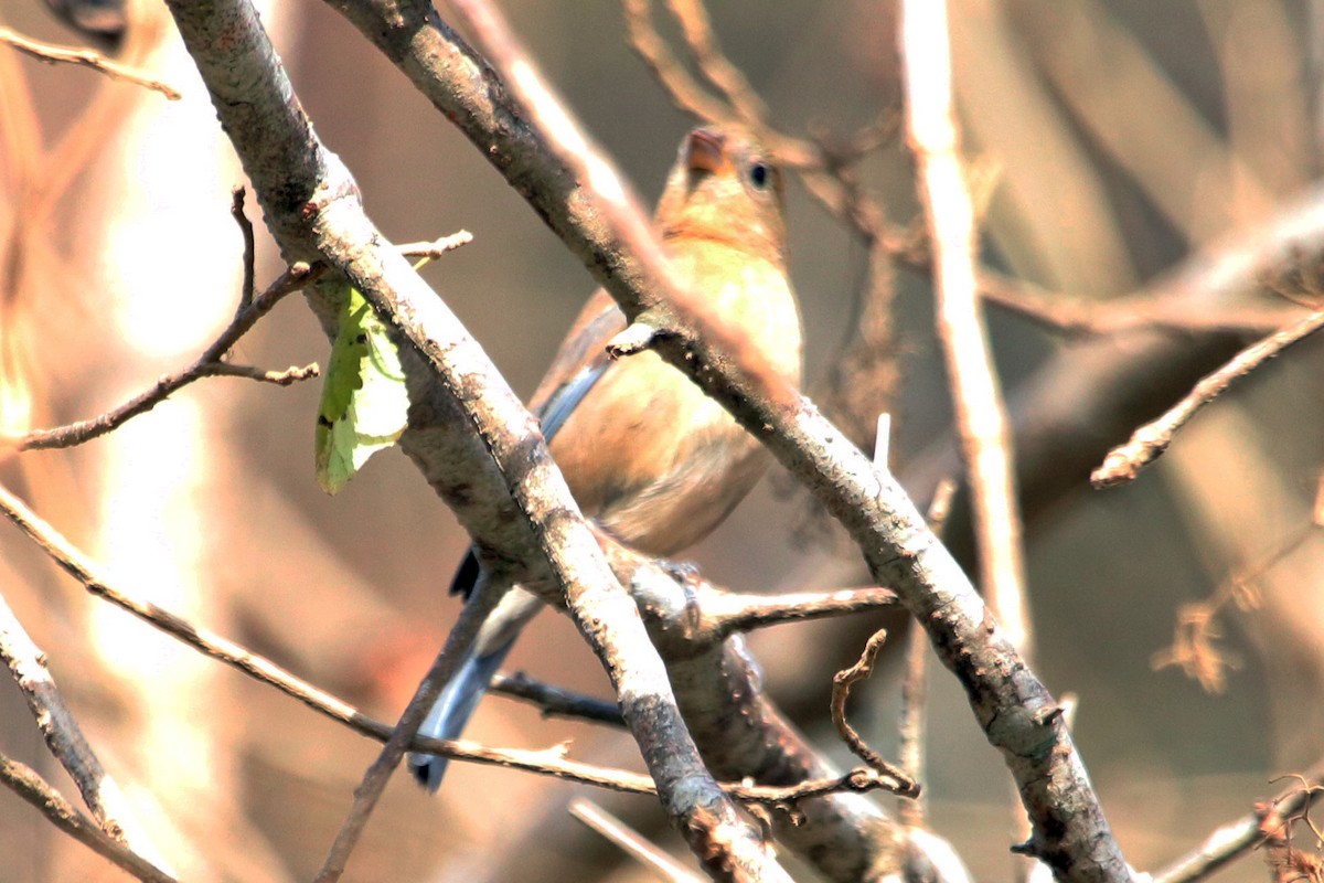 Indigo Bunting - Guy Stevens