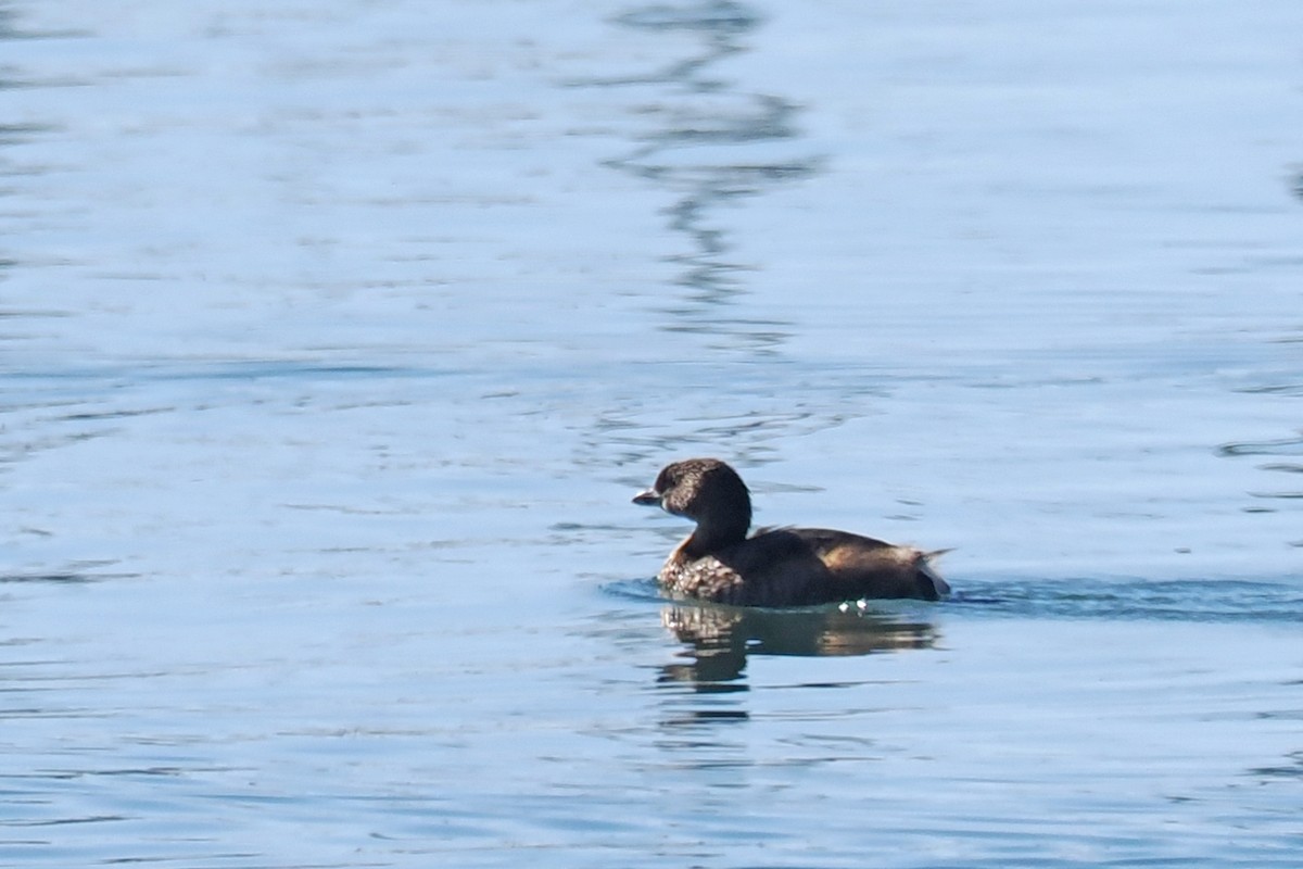 Pied-billed Grebe - ML533399851