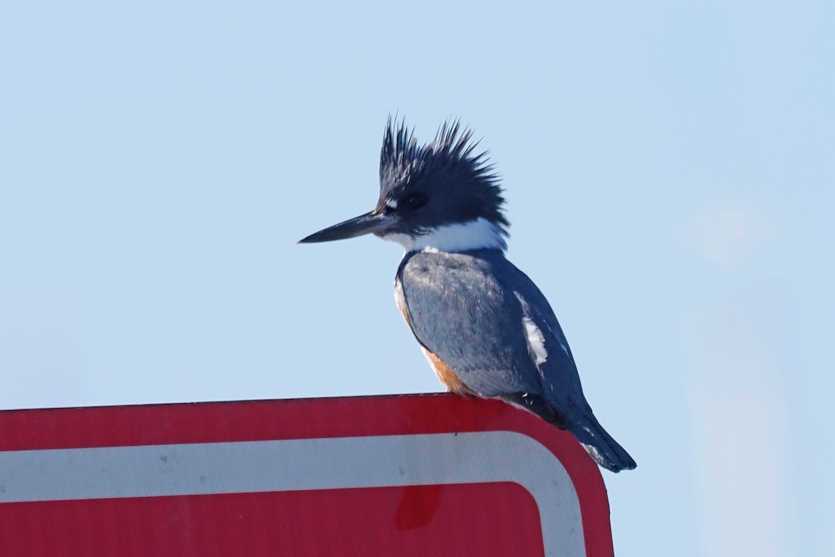 Belted Kingfisher - ML533400001