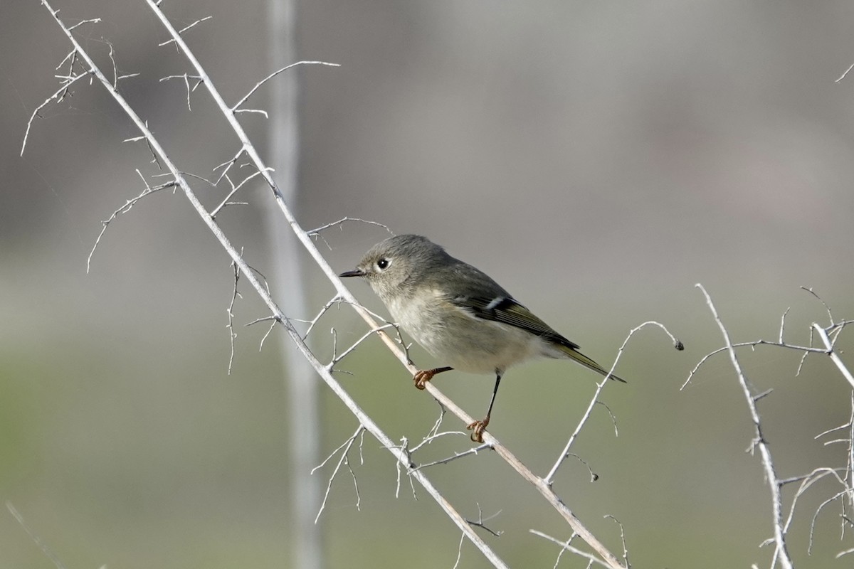 Ruby-crowned Kinglet - ML533400631