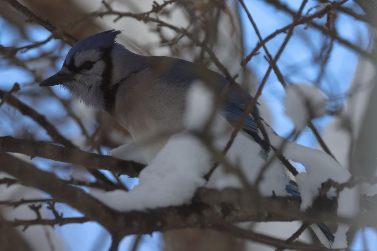 Blue Jay - ML533400931