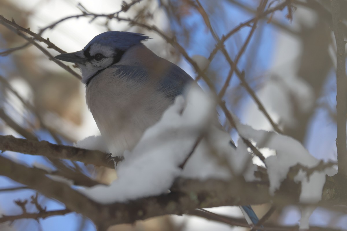 Blue Jay - Mark Miller