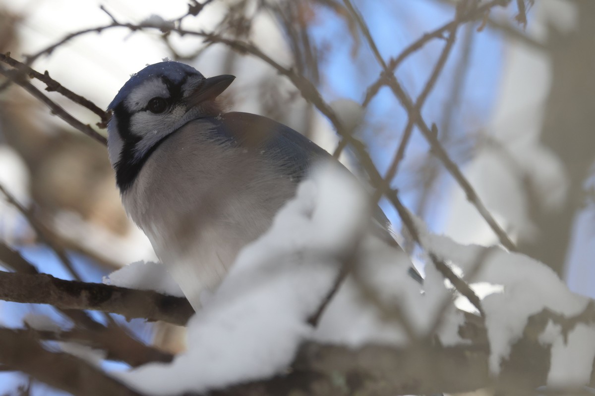 Blue Jay - ML533400951