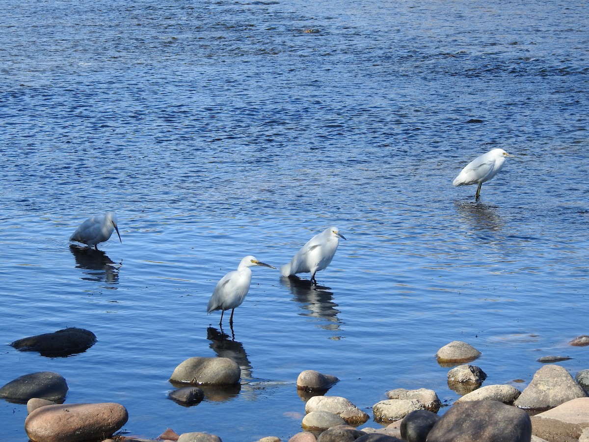 Snowy Egret - ML533402101