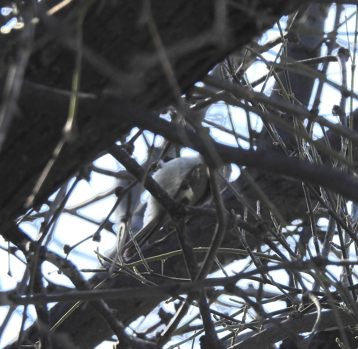 Golden-crowned Kinglet - Beth Whittam