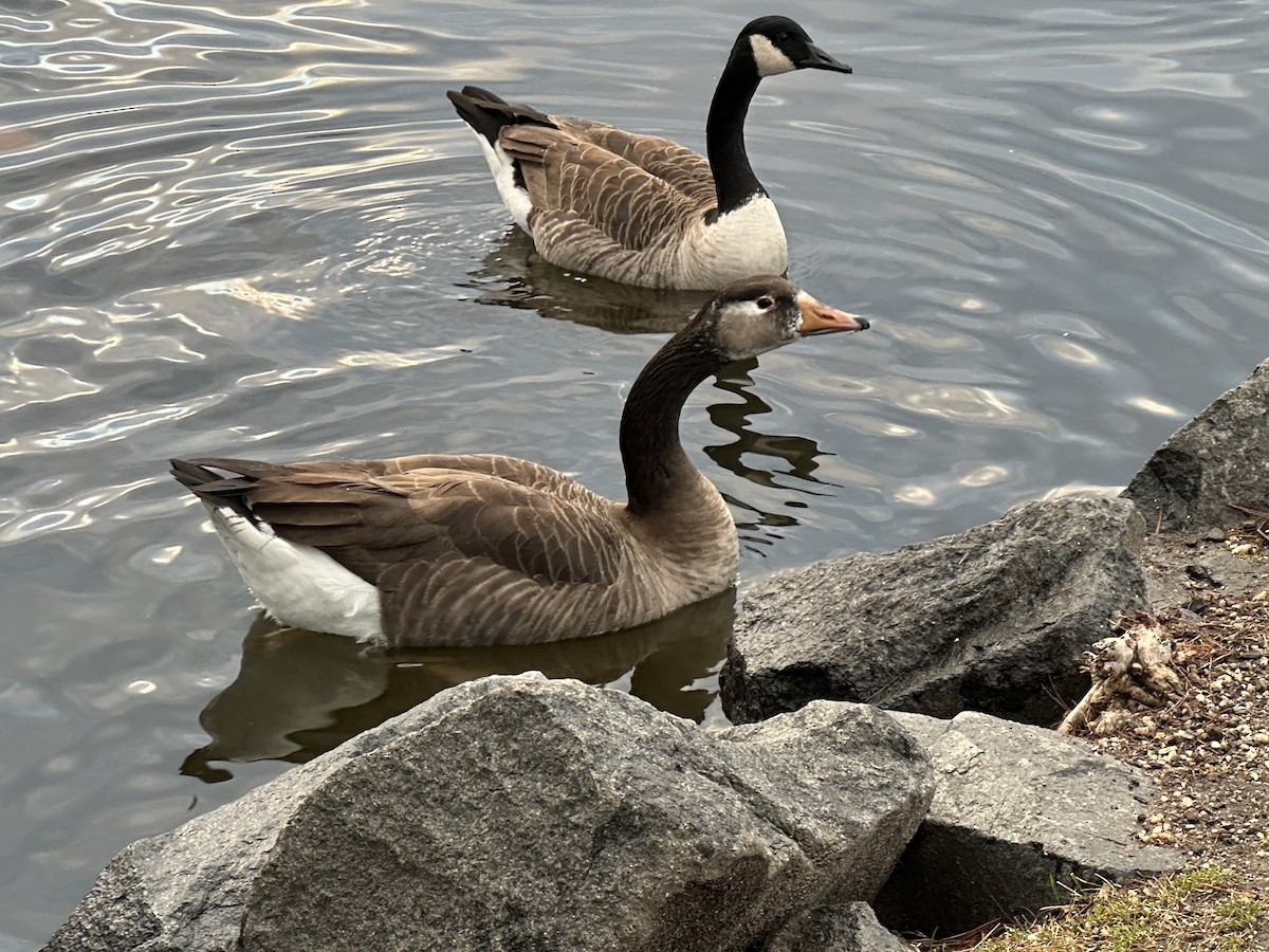 Graylag x Canada Goose (hybrid) - ML533403021