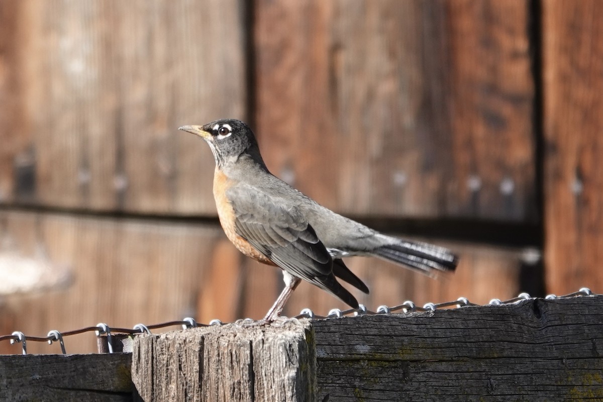 American Robin - Jennifer McNulty